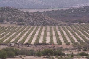 Baja plantation4